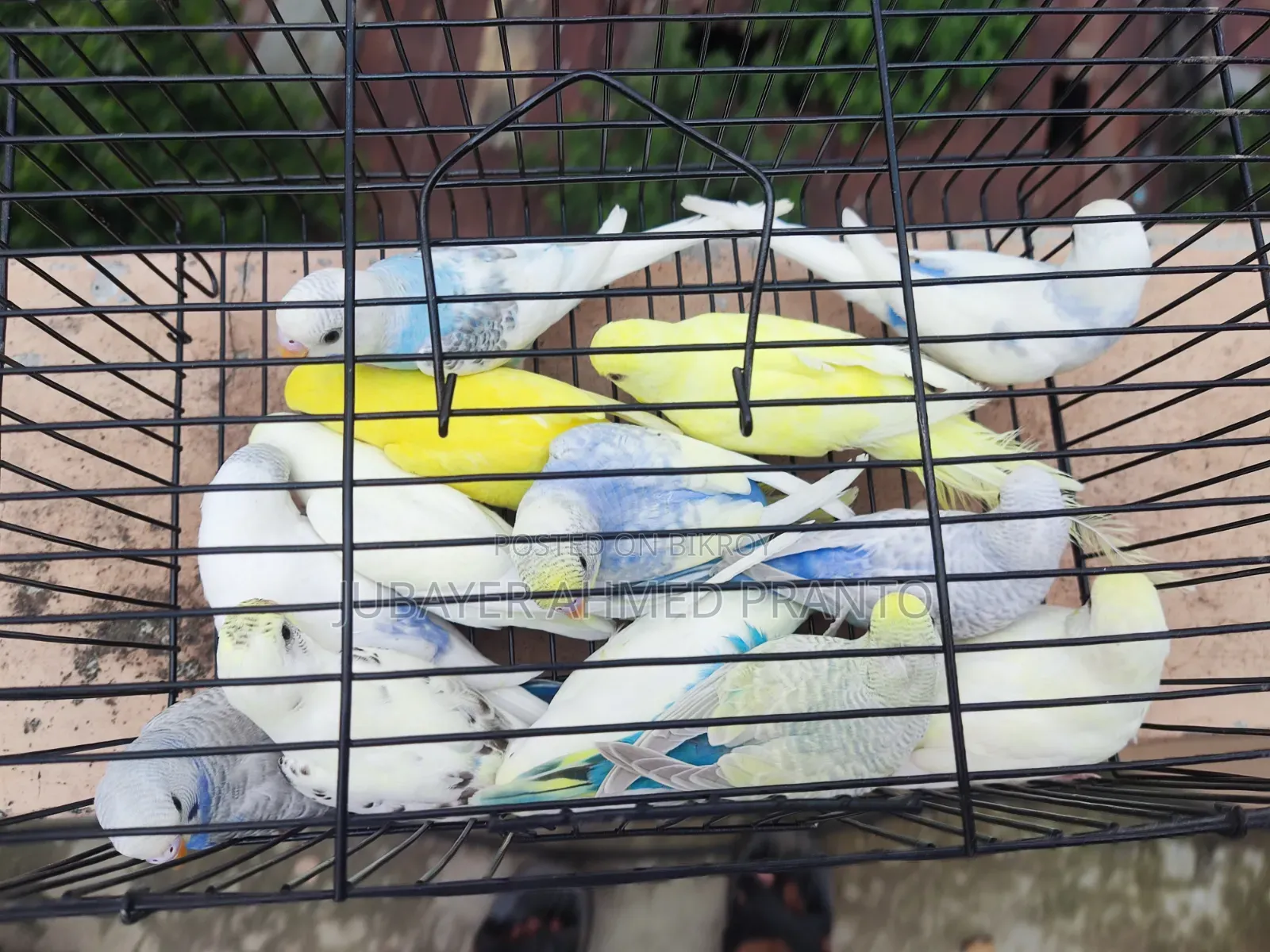 Budgerigar Birds