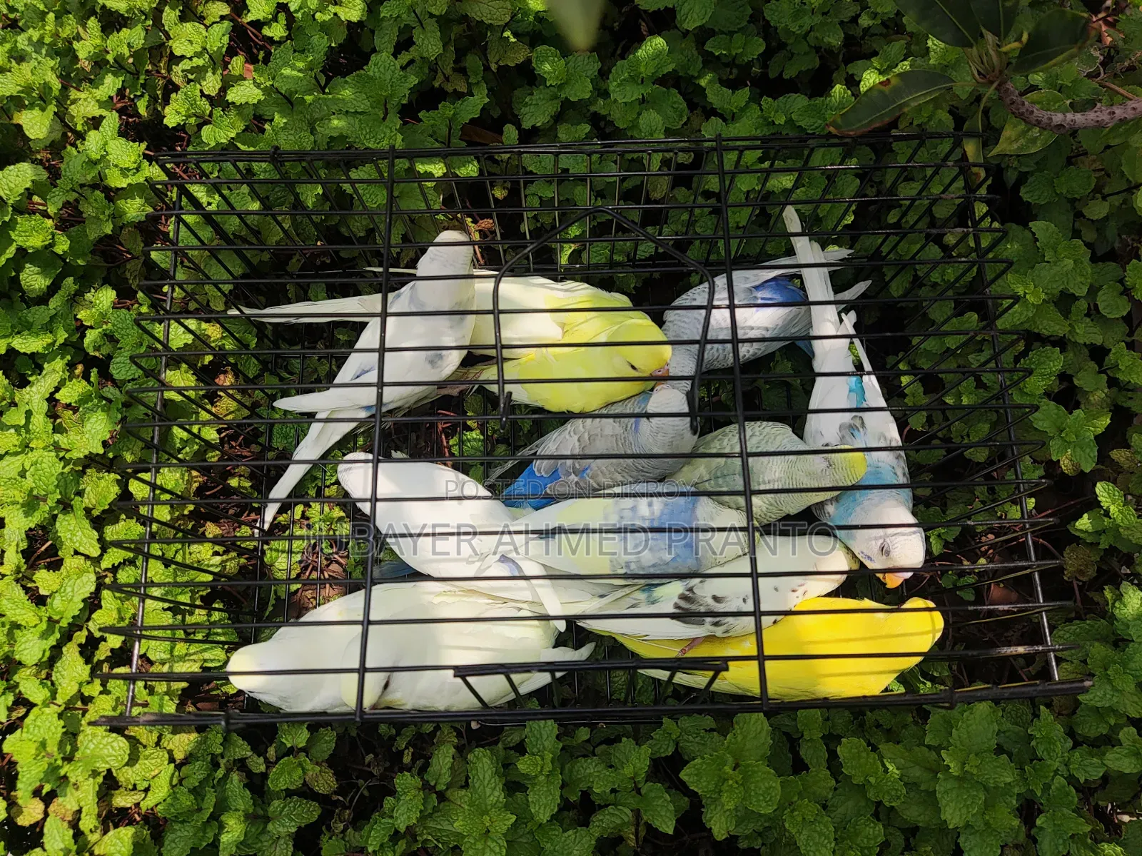 Budgerigar Birds