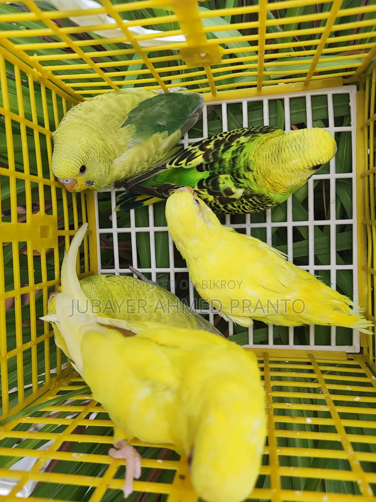 Budgerigar Birds