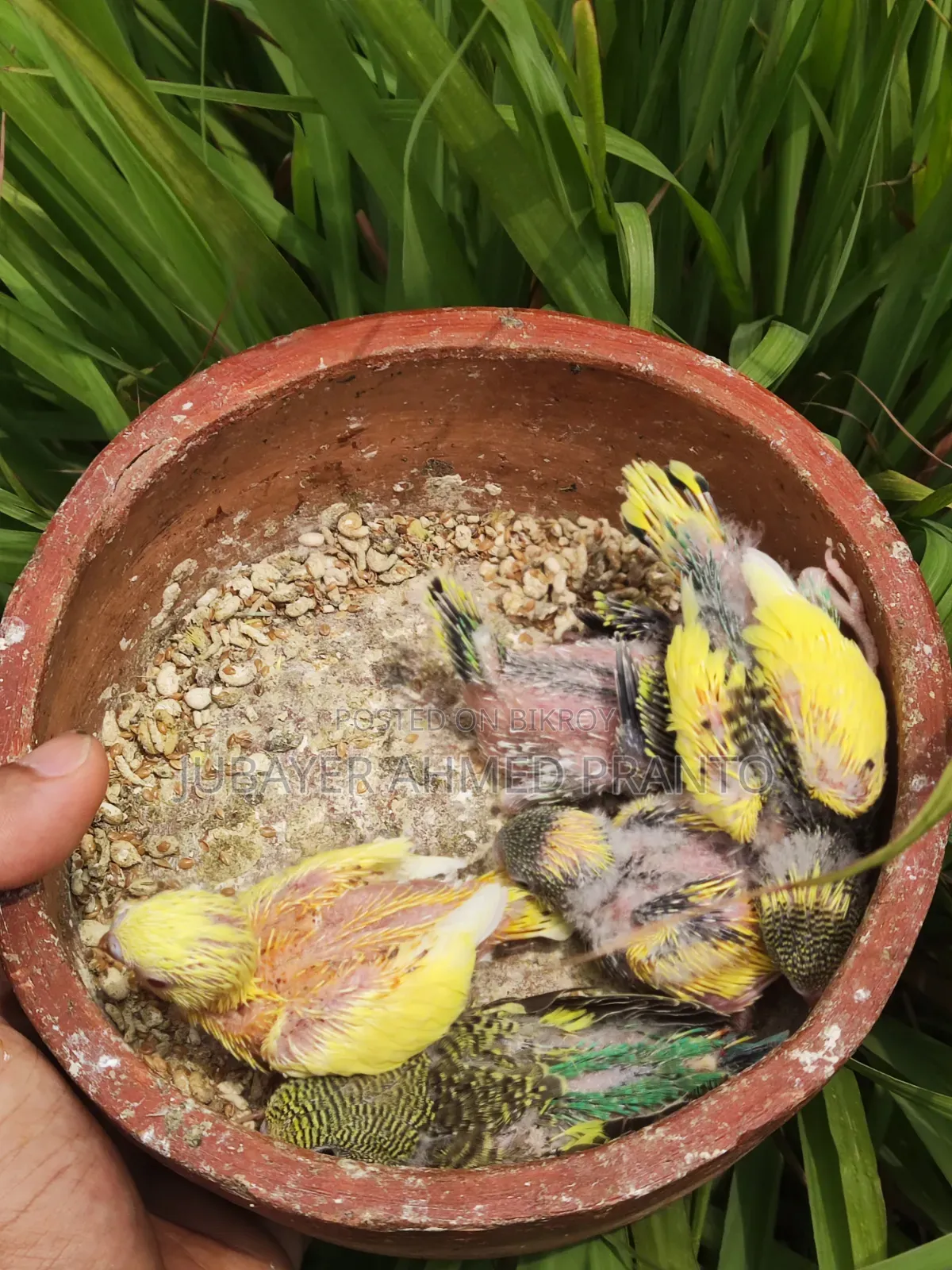 Budgerigar Birds