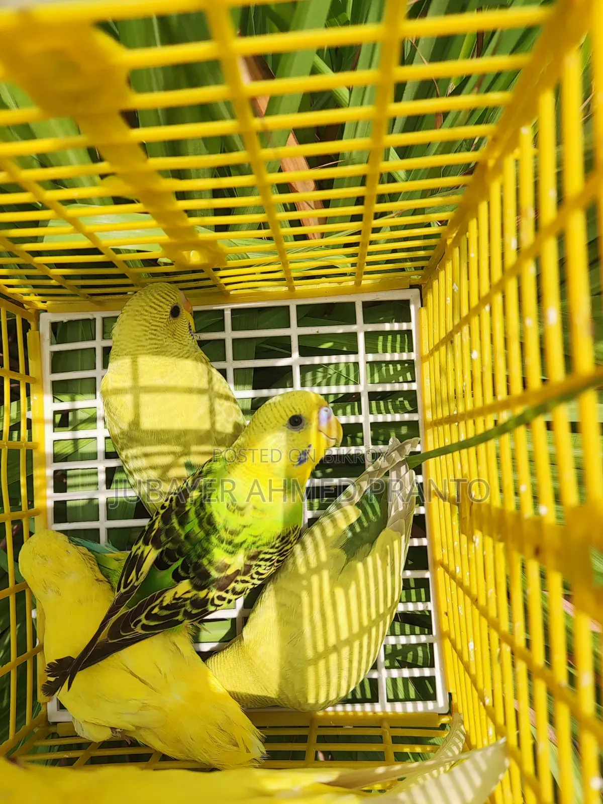 Budgerigar Birds