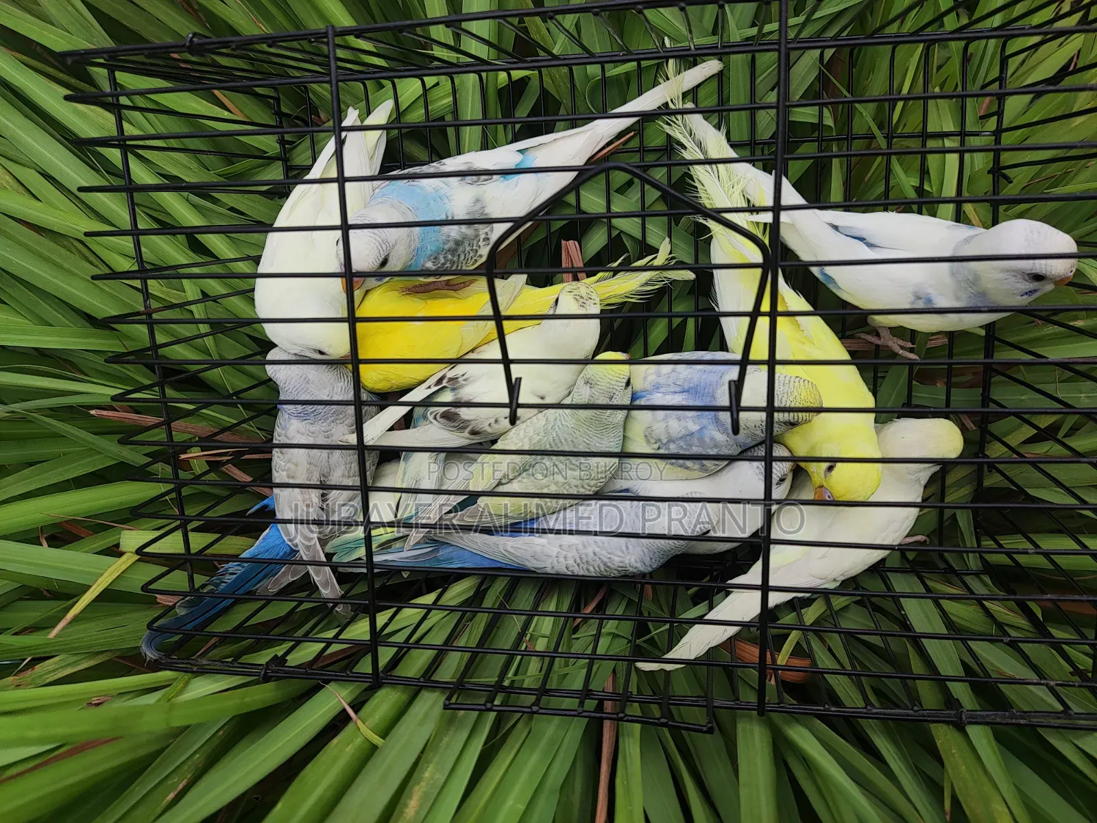 Budgerigar Birds