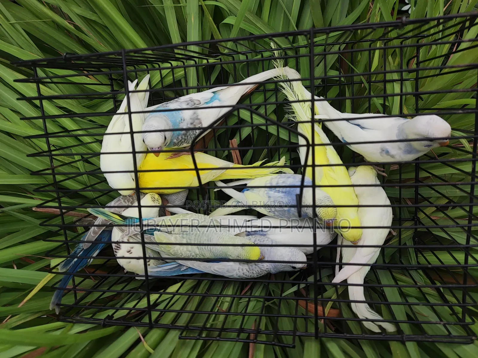 Budgerigar Birds