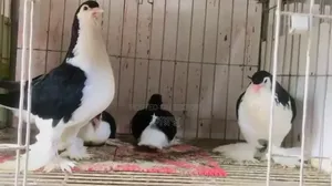 Sale Post: Pair with chicks for exchange. #Pigeon #PigeonMarket #Pigeon #Pets
