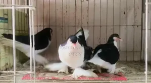 সেল পোস্ট: বাচ্চা সহ জোড়া-টা হাত বদল হবে।#কবুতর#কবুতরহাট#Pigeon#Pets