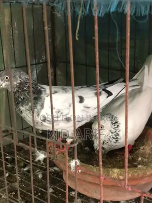 অরজিনাল গিরিবাজ কবুতর