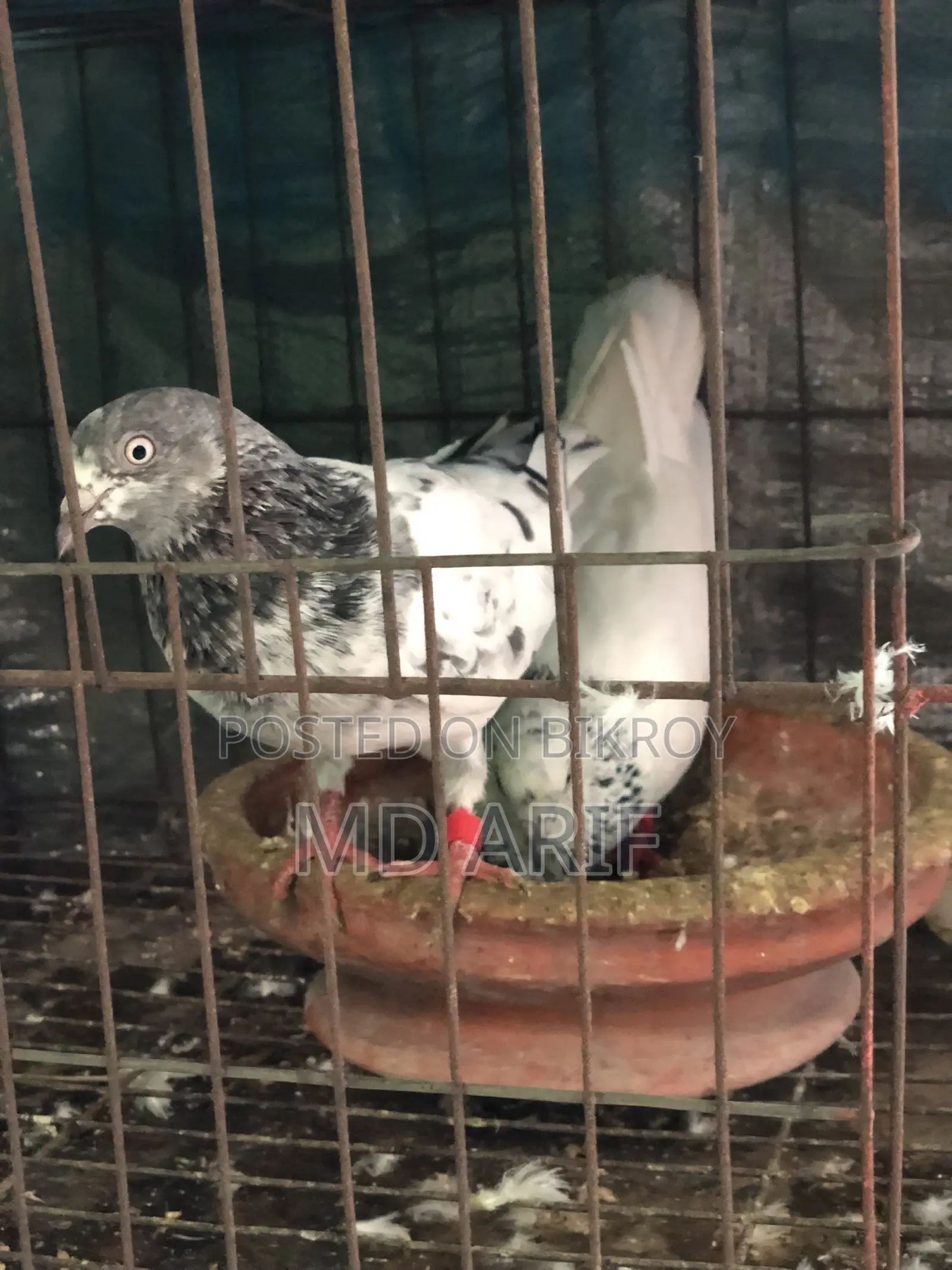 অরজিনাল গিরিবাজ কবুতর
