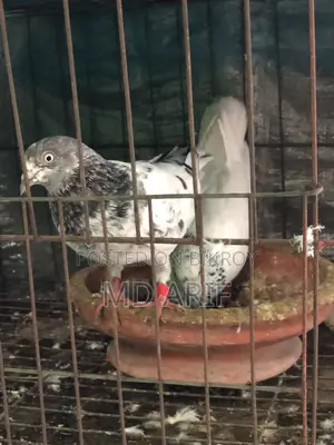 অরজিনাল গিরিবাজ কবুতর