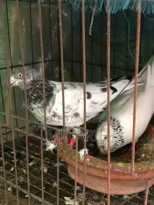 অরজিনাল গিরিবাজ কবুতর
