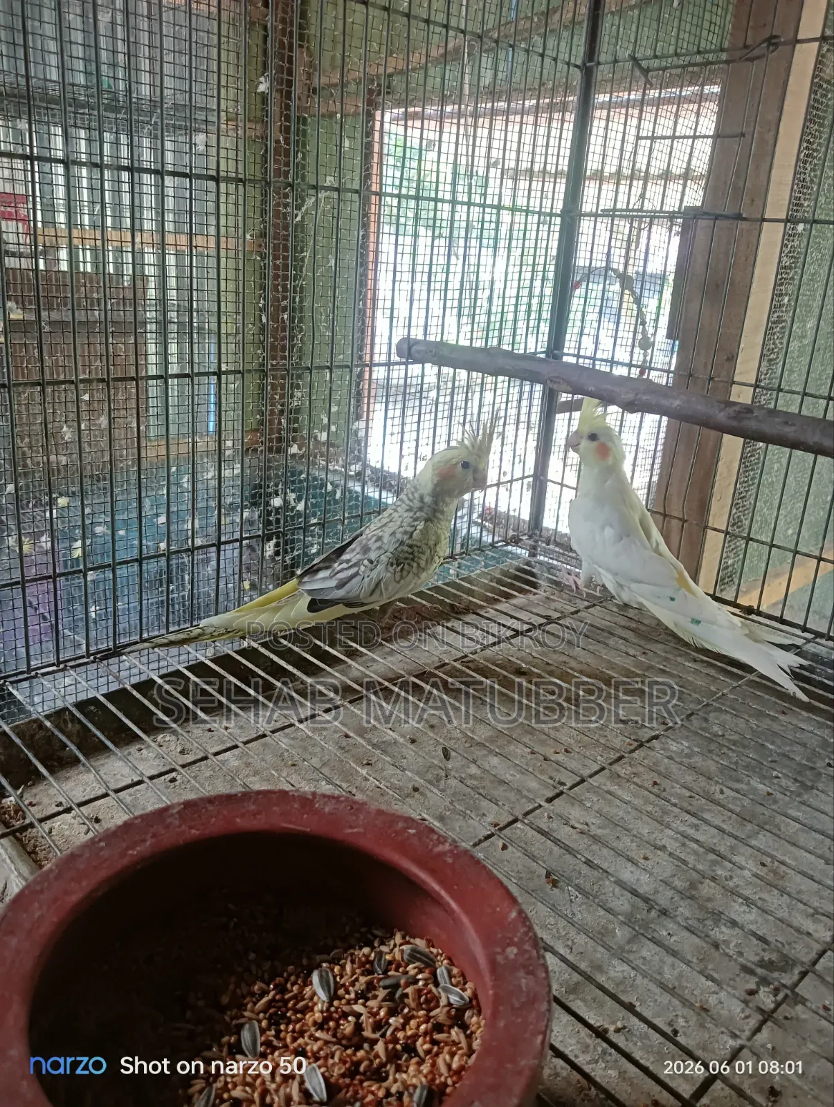 ২ টি ককাটেল পাখি বিক্রি করা হবে।