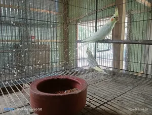 ২ টি ককাটেল পাখি বিক্রি করা হবে।