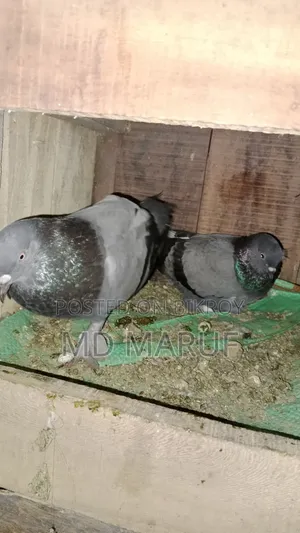 ভালো মানের কবুতর সেল