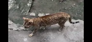 1+ Year Female Purebred Bengal