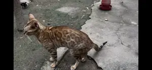 1+ Year Female Purebred Bengal