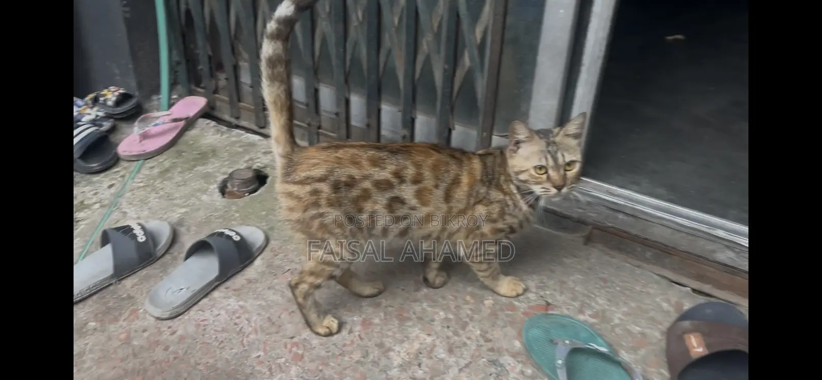 1+ Year Female Purebred Bengal