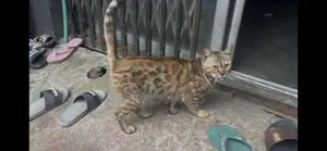 1+ Year Female Purebred Bengal