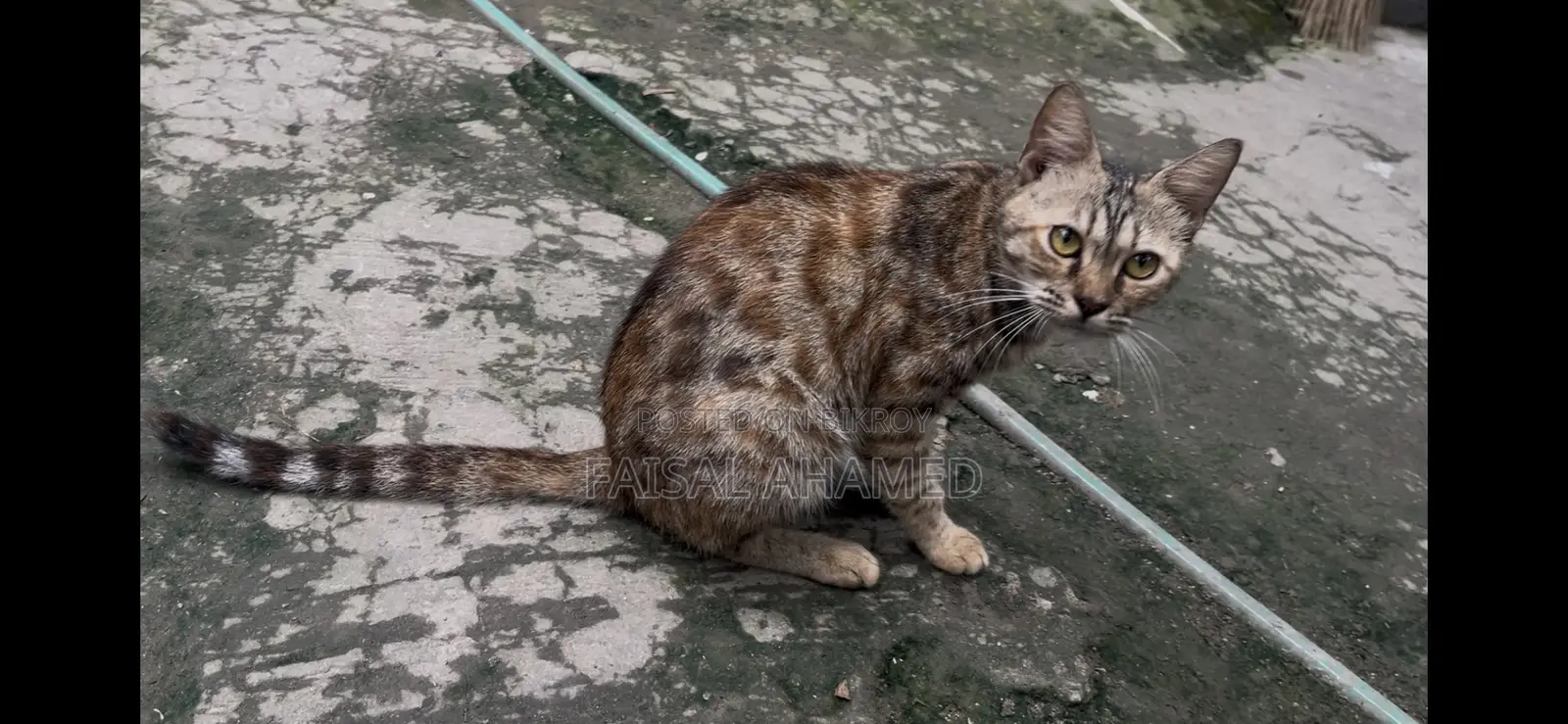 1+ Year Female Purebred Bengal