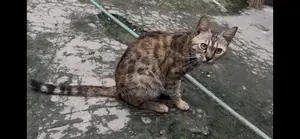 1+ Year Female Purebred Bengal