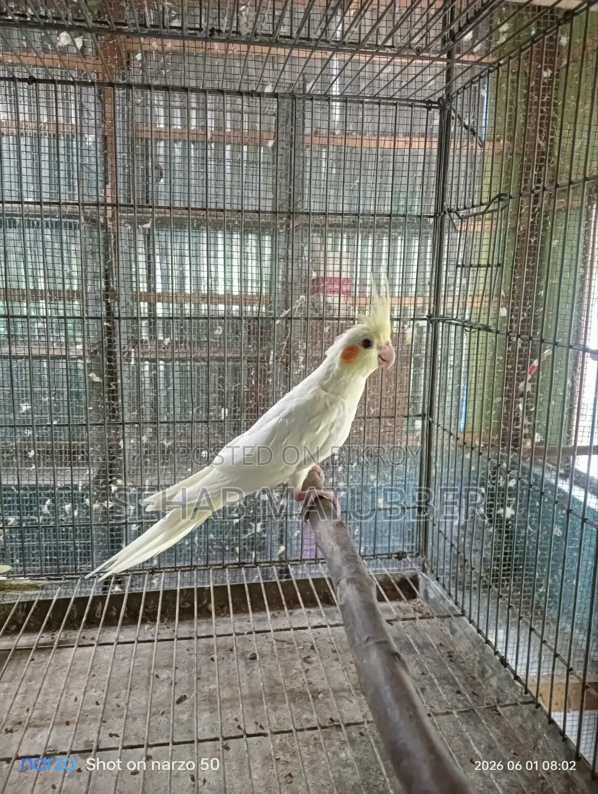 ২ টি ককাটেল পাখি বিক্রি করা হবে।