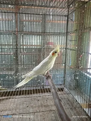 ২ টি ককাটেল পাখি বিক্রি করা হবে।