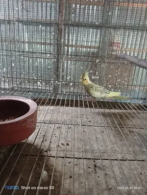 ২ টি ককাটেল পাখি বিক্রি করা হবে।