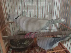 অস্ট্রেলিয়ান ঘুঘু জোড়া