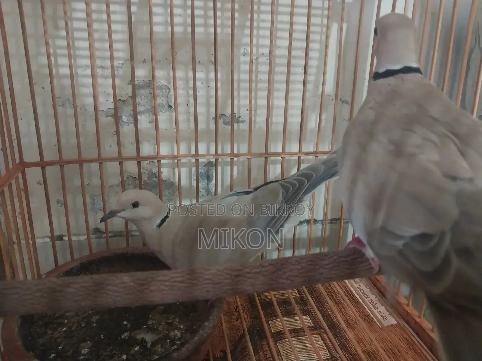 অস্ট্রেলিয়ান ঘুঘু জোড়া