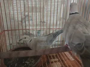 অস্ট্রেলিয়ান ঘুঘু জোড়া