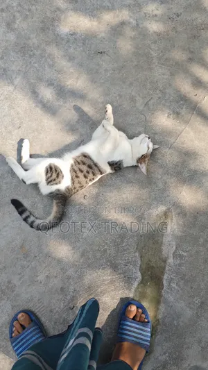 1+ Year Male Mixed Breed Persian