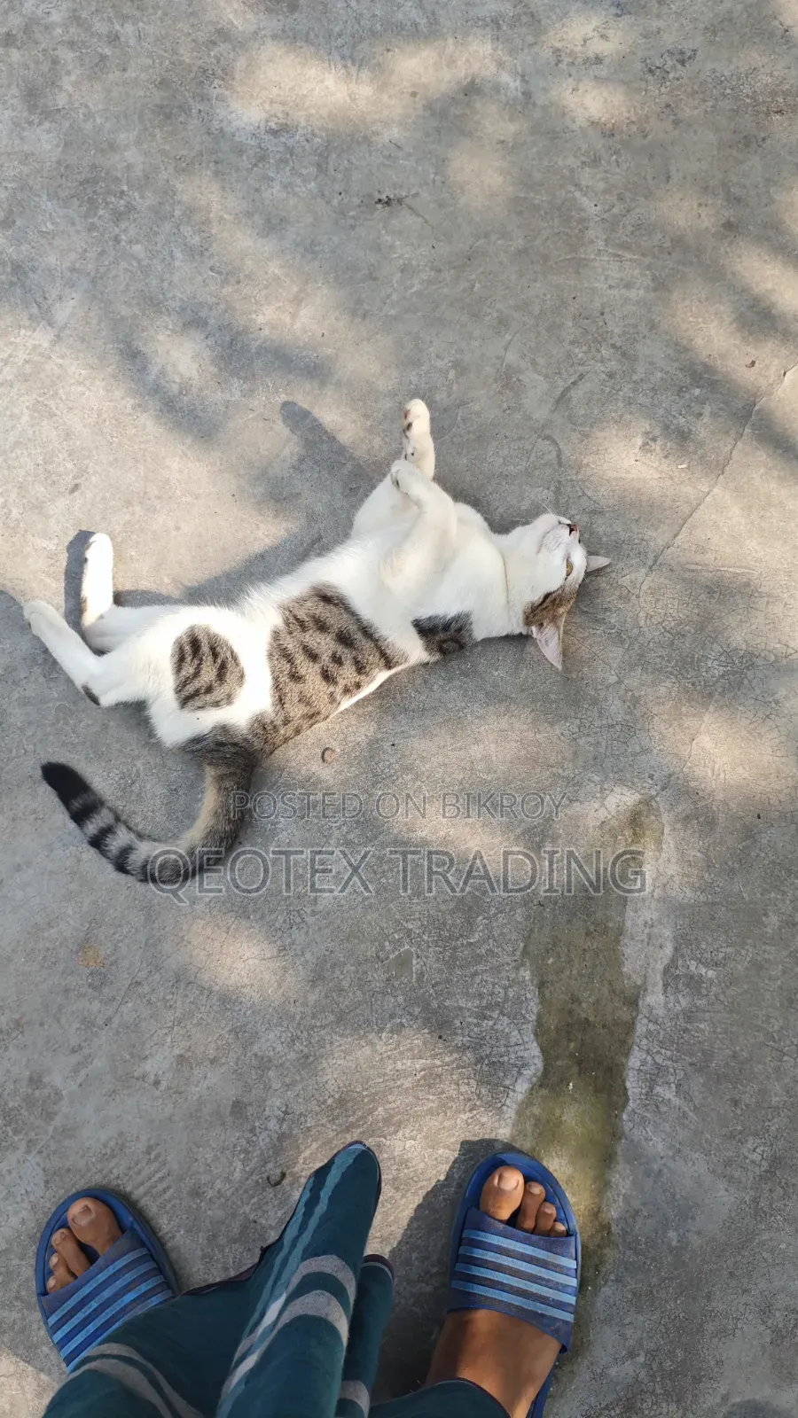 1+ Year Male Mixed Breed Persian