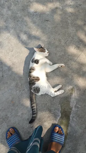 1+ Year Male Mixed Breed Persian
