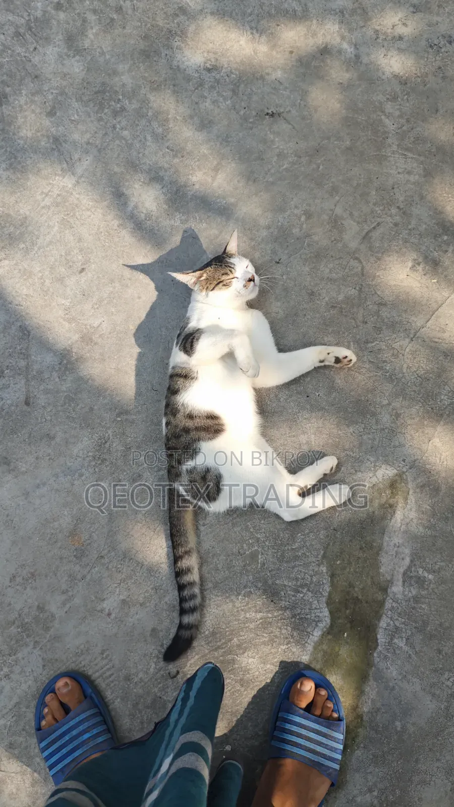 1+ Year Male Mixed Breed Persian