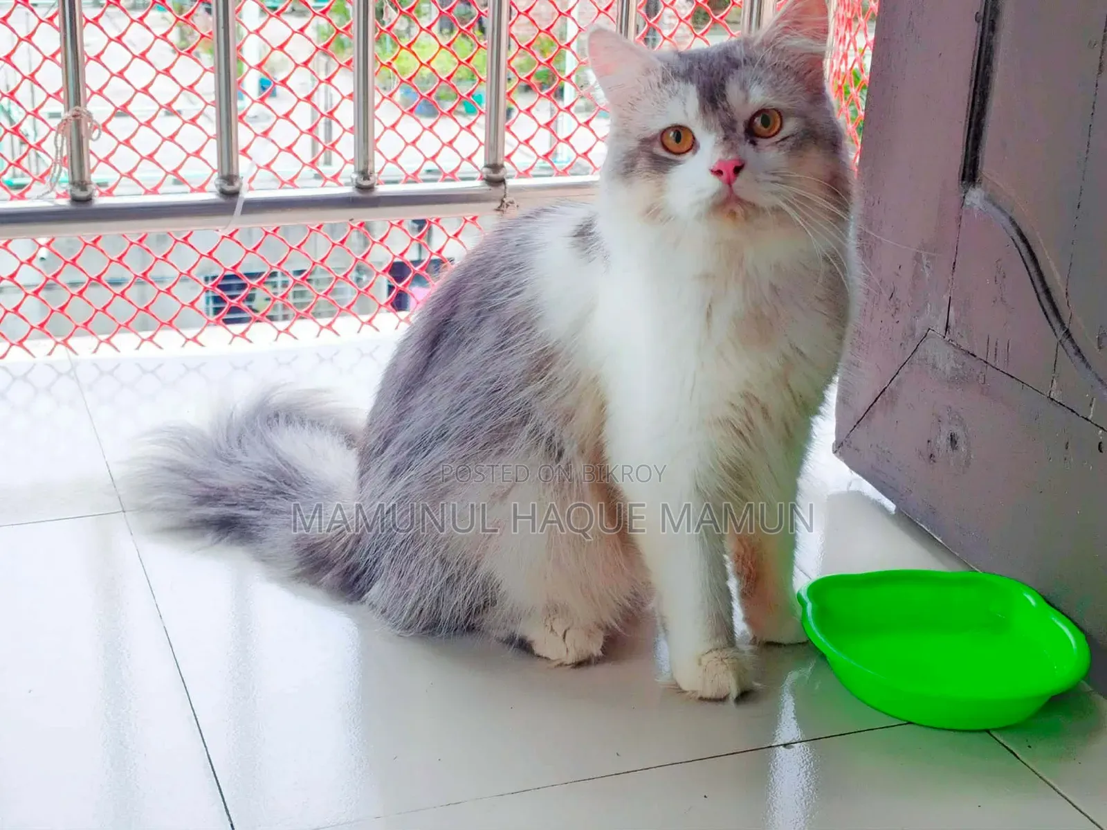 6-12 Months Male Purebred Persian