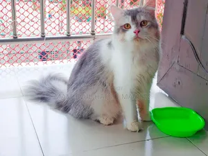 6-12 months Male Purebred Persian