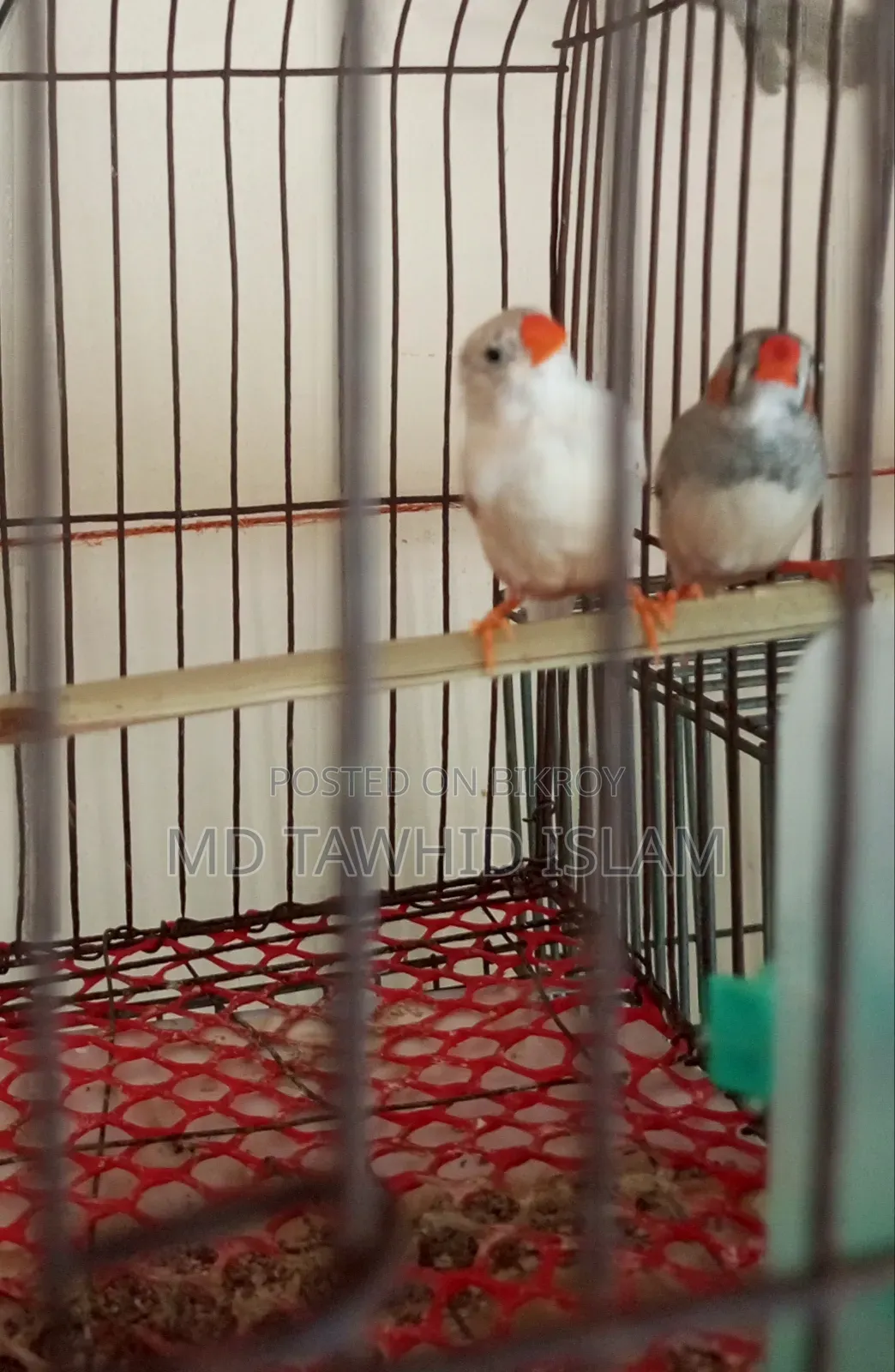 A pair of healthy adult finch birds