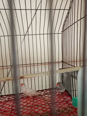 A pair of healthy adult finch birds