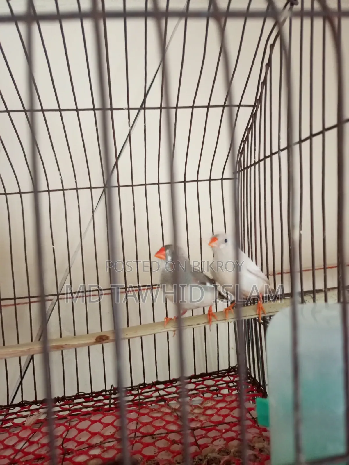 A pair of healthy adult finch birds