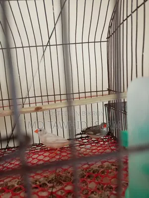 A pair of healthy adult finch birds