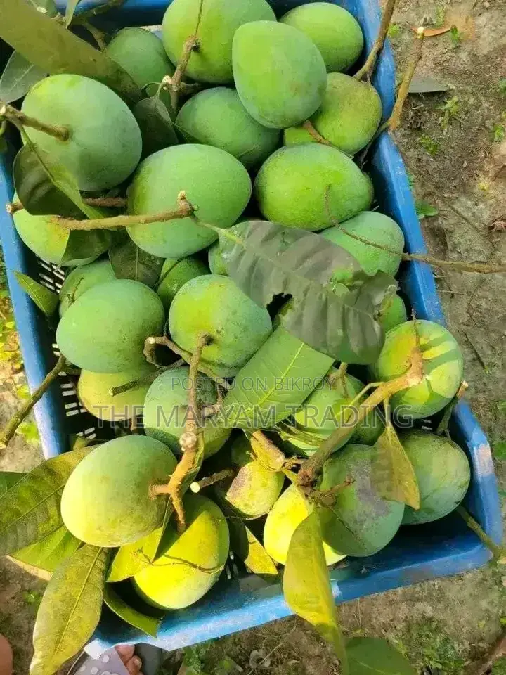 সাতক্ষীরার বিখ্যাত হিমসাগর আম।
