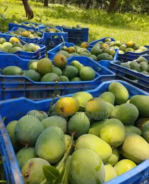 সাতক্ষীরার বিখ্যাত হিমসাগর আম।