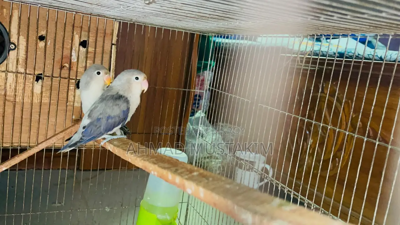 A pair of Love Birds