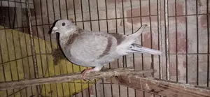 রেসার নর পিজিয়ন
