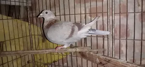 রেসার নর পিজিয়ন