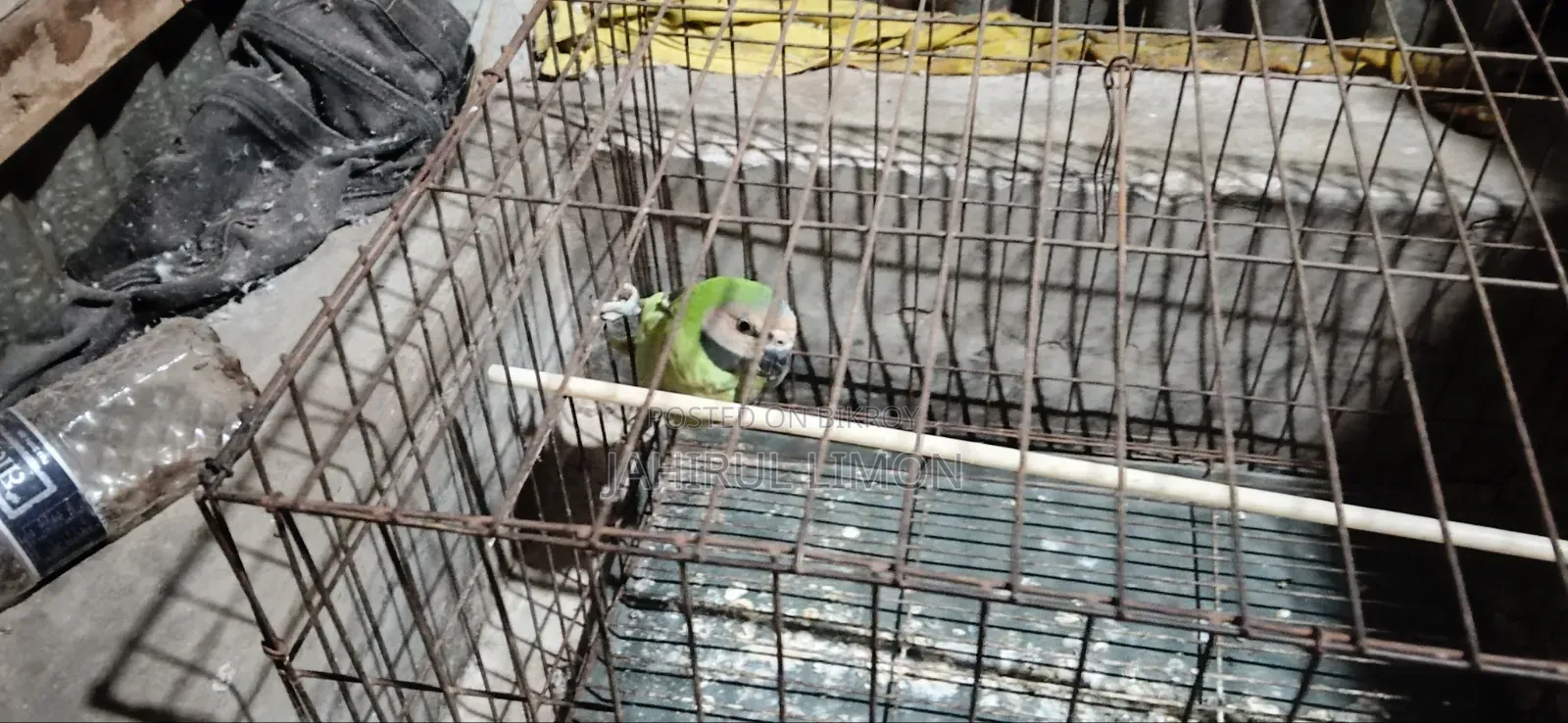 সিনিয়র একটা তোতা পাখি