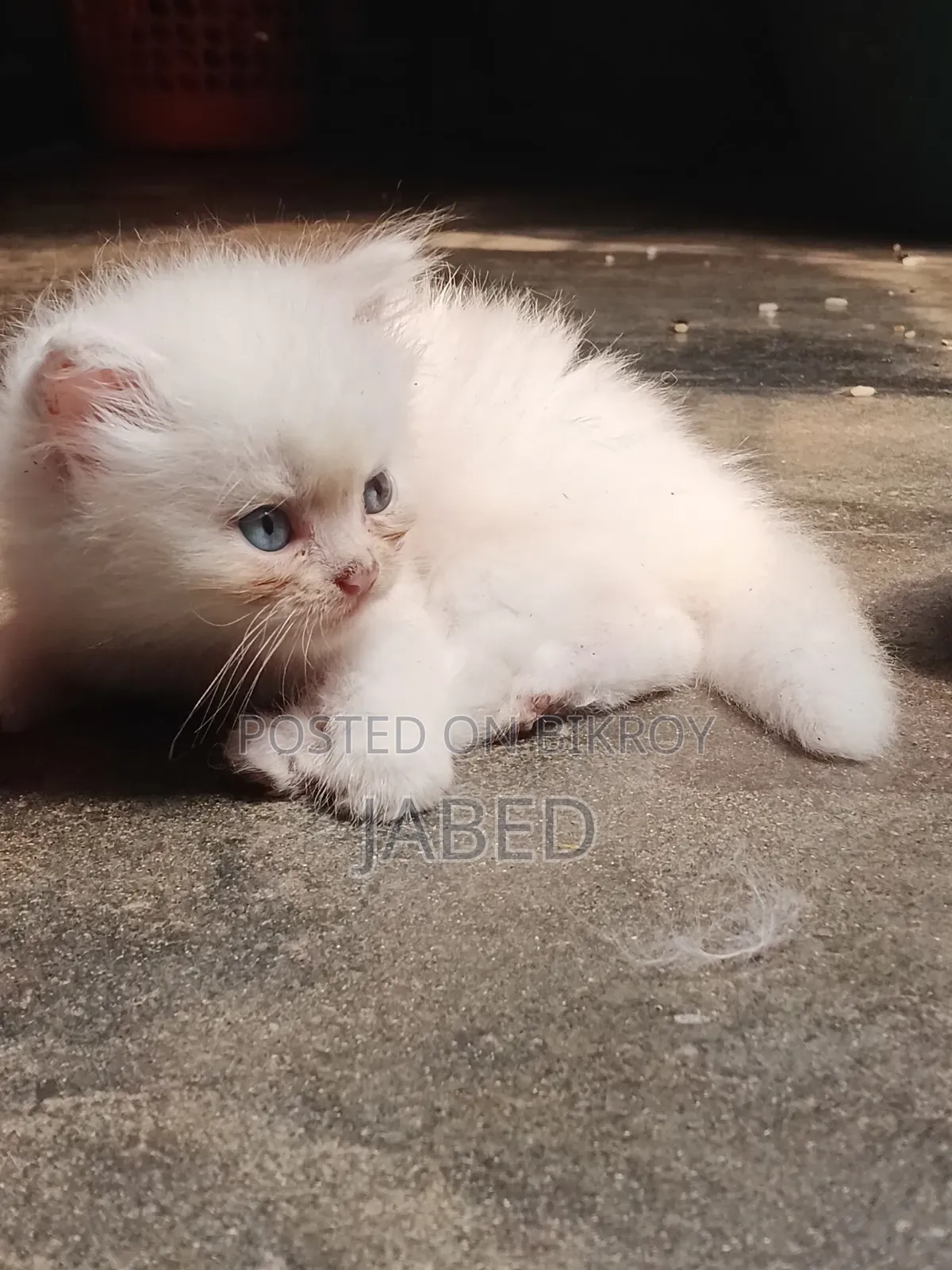 1-3 Months Female Purebred Persian