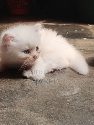1-3 Months Female Purebred Persian