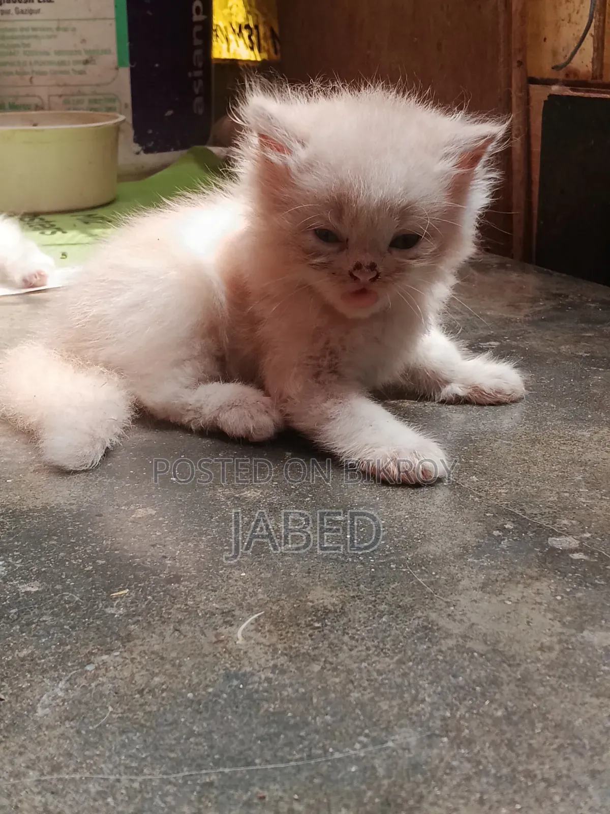 1-3 Months Female Purebred Persian