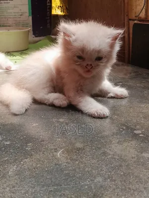 1-3 Months Female Purebred Persian