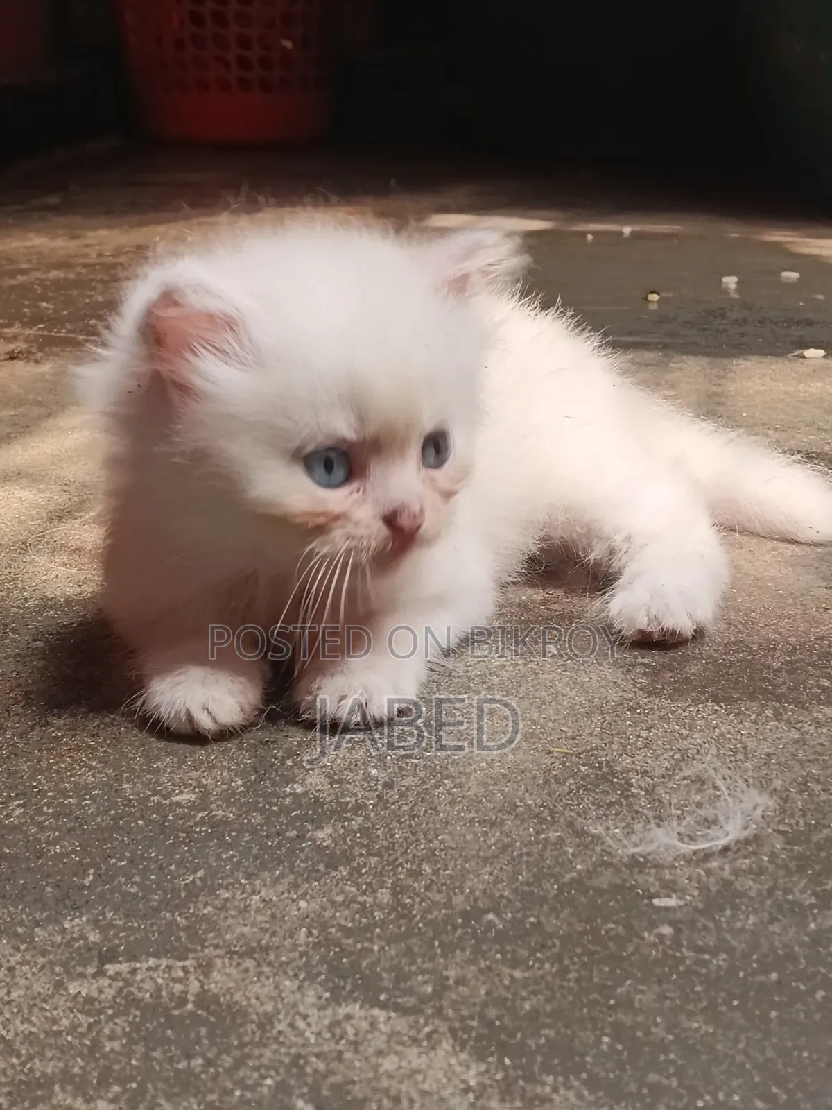 1-3 Months Female Purebred Persian