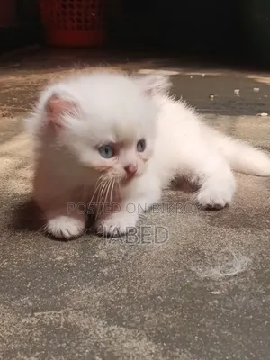 1-3 Months Female Purebred Persian